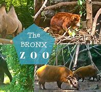 Image result for Bronx Zoo Animals List