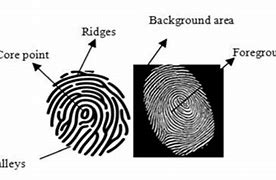Image result for Ultrasound Fingerprint