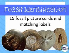 Image result for Fossil Identification Chart for Kids
