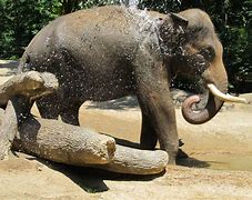 Image result for Zoo Bath Toys Plates