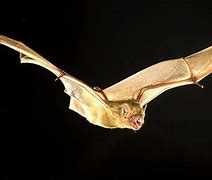 Image result for Louisiana Bats