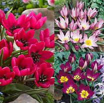 Tulipa humilis ಗಾಗಿ ಇಮೇಜ್ ಫಲಿತಾಂಶ