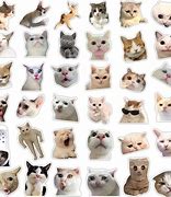 Image result for Kitten Stickers