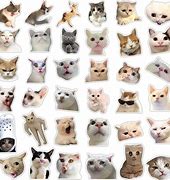 Image result for Wall Cat Meme