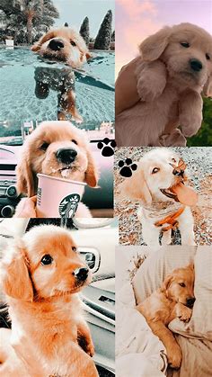 Puppy Aesthetic Wallpapers - Top Free Puppy Aesthetic Backgrounds - WallpaperAccess