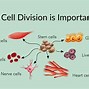 Image result for Diploid Parent Cell