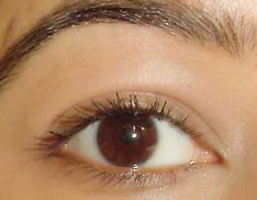 Image result for fragrance free conditioning mascara