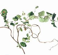 Image result for Ivy Vine Drawing