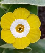 Image result for Primula auricula Gleam
