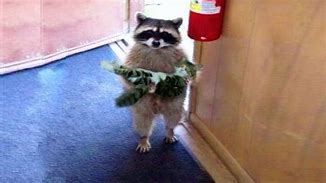 Image result for Raccoon and Cats Memes