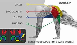 Image result for Back Muscles Push-Up