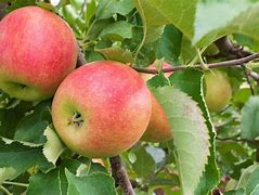 Image result for Malus Domestica Jonagold