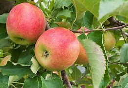 Image result for Malus domestica Jonagold