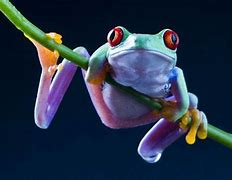 Image result for Frog Background