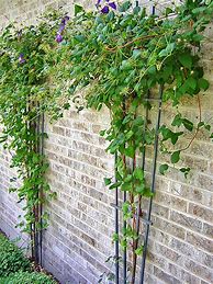 Image result for Clematis On Trellis