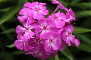 Image result for Phlox Amethyst (Paniculata-Group)