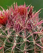 Image result for Fire Barrel Cactus