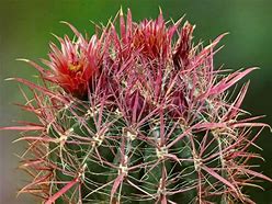 Image result for Red Tall Cactus