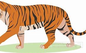 Image result for Tiger Walking Clip Art