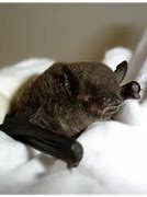 Image result for Cute Microbats
