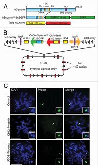 Image result for Phoenix ECO Cells