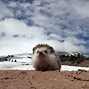Image result for Hedgehog PFP Animals