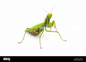 Image result for Praying Mantis Front View