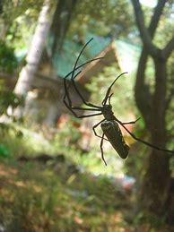 Image result for Giant Spider Attack