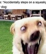 Image result for healthy dogs meme 2023