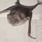 Image result for Bat Full Body
