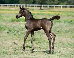 Image result for Arabian Horse Foal