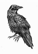 Image result for Raven On Skull Art