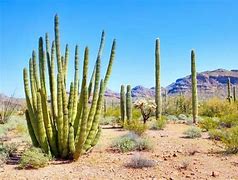 Image result for Best Desert Plants