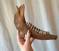 Image result for Deer Jawbone Extraction