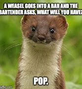 Image result for Weasel Memes Funny