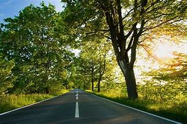 Image result for 16K Nature Forest