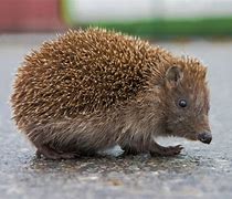 Image result for What Animals Eat Hedgehogs