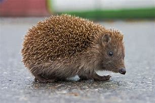 Image result for Hedgehog Walking