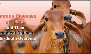 Image result for Common Cattle Diseases