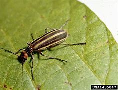 Image result for "striped-blister-beetle"