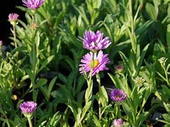 Image result for Aster alpinus Happy End