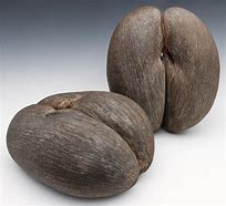 Image result for Largest Seed Pod