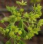 Image result for Acer platanoides