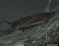 Image result for Ferocious Water Bug