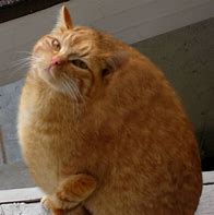 Image result for Fat Orange Cat Meme