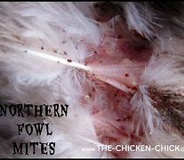 Image result for What Does Chicken Lice Look Like