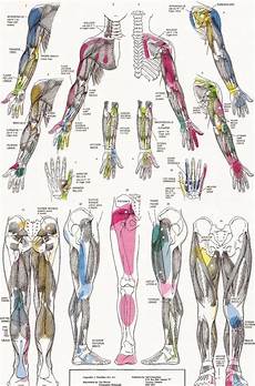 Trigger Point Referral Patterns Referred