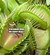 Image result for Venus Flytrap Plant Memes