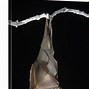 Image result for Bat Tail Hanging