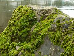 Image result for Moss On Rock Artwork Pics
